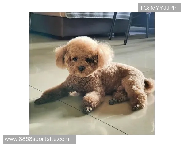 悬赏金激增至两万美元拉姆塞全力寻回心爱爱犬